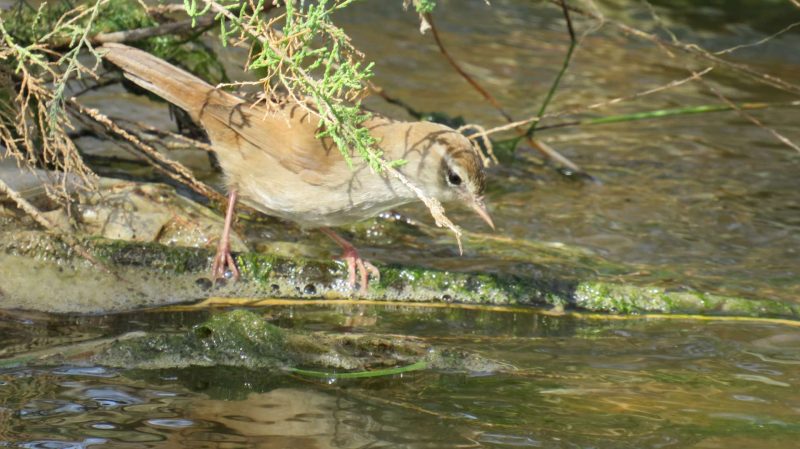 Bouscarle de Cetti le long de la rivière Selouan